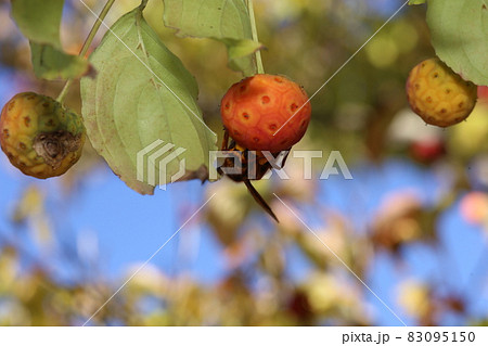 秋になって赤く実ったヤマボウシの実を食べに来た、キイロスズメバチ 83095150