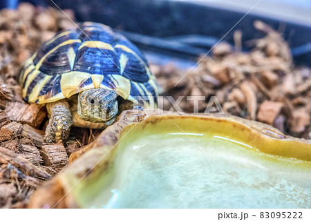 子供の東ヘルマンリクガメ 83095222