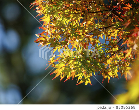 奈良公園の紅葉 奈良公園の紅葉 83095269