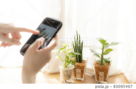 スマホで撮影　手元　観葉植物 83095407