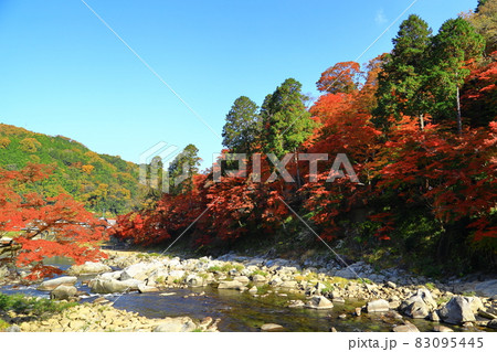愛知県豊田市足助町飯盛 香嵐渓の紅葉と巴川 愛知県豊田市足助町飯盛 香嵐渓の紅葉と巴川 83095445