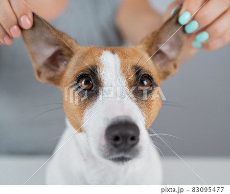 The woman holds the ears of the dog Jack Russell Terrier and pulls it in different directions 83095477