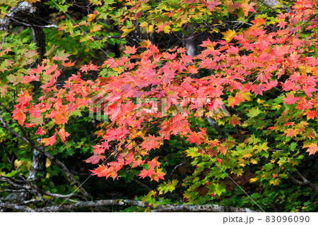 北海道伊達市、赤く輝く三階滝公園の紅葉【10月】 北海道伊達市、赤く輝く三階滝公園の紅葉【10月】 83096090