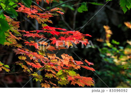 北海道伊達市、赤く輝く三階滝公園の紅葉【10月】 83096092
