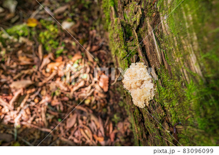 富士山麓樹海　朽ちた木に生えるキノコ 83096099