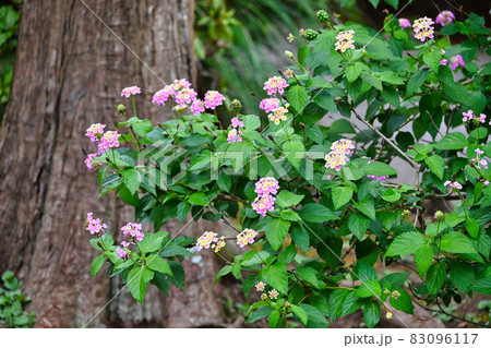 ランタナの花の植込み ランタナの花の植込み 83096117