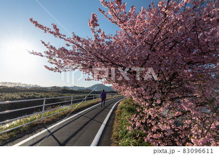 山の手さくら 83096611