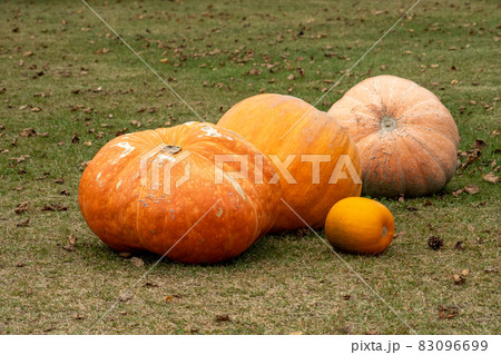 ハロウィン_収穫祭_巨大カボチャ_カボチャ ハロウィン_収穫祭_巨大カボチャ_カボチャ 83096699