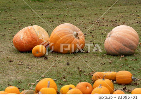 ハロウィン_収穫祭_巨大カボチャ_カボチャ ハロウィン_収穫祭_巨大カボチャ_カボチャ 83096701