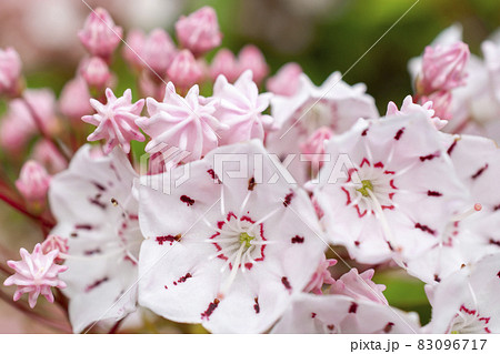 アメリカシャクナゲ アメリカシャクナゲ 83096717