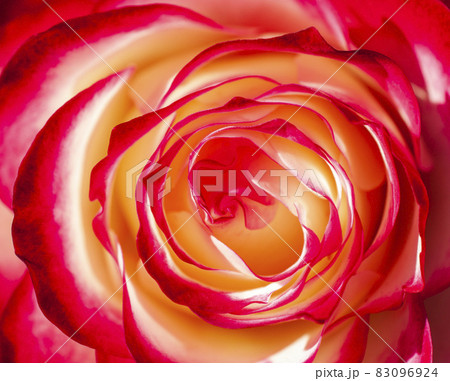 バラのイメージ写真 83096924