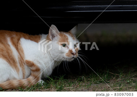 車の下の猫　茶白猫 83097003