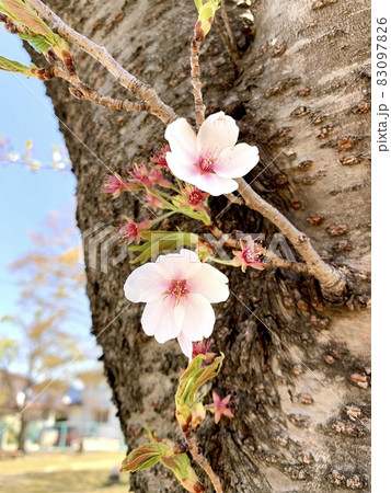 春の公園の桜 春の公園の桜 83097826