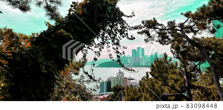 海雲台 松 松の森 83098448