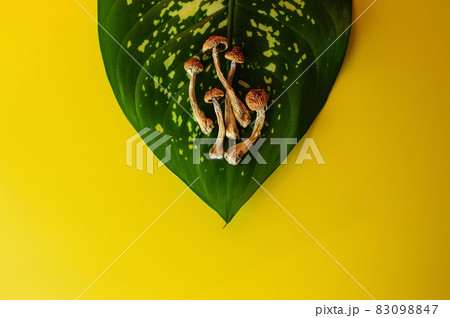 Dry psilocybin mushrooms on green leaf background. Psychedelic magic mushroom Golden Teacher. Yellow layout. Alternative medicine. Dry psilocybin mushrooms on green leaf background. Psychedelic magic mushroom Golden Teacher. Yellow layout. Alternative medicine. 83098847