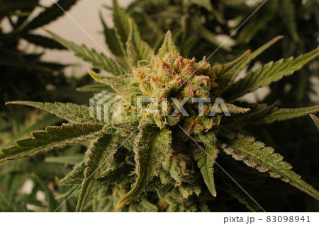 Cannabis blooming flower close-up. Marijuana bush with big buds. 83098941