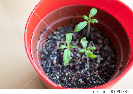 ミニトマト　発芽の様子　14日目 83099346
