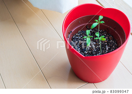 ミニトマト　発芽の様子　14日目 83099347