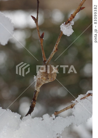 雪の中のオオカマキリの卵しょう 雪の中のオオカマキリの卵しょう 83099382
