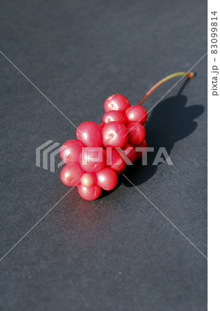 Berries of schizandra laying on black background 83099814