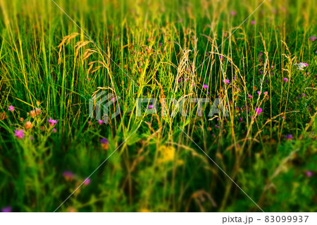 Summer meadow background, selective focus. Natural grass field background for design or project. Summer meadowland texture. High-quality photo 83099937
