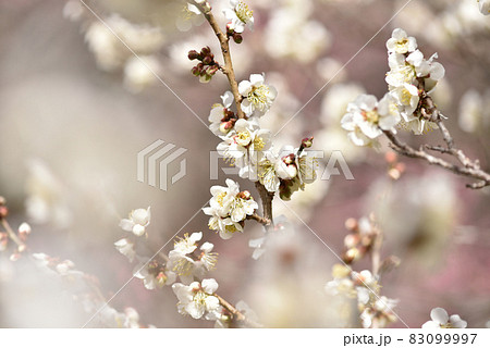 早春の梅の花・白い梅の花 83099997
