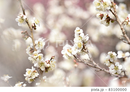 早春の梅の花・白い梅の花 早春の梅の花・白い梅の花 83100000