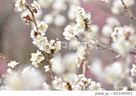 早春の梅の花・白い梅の花 83100001