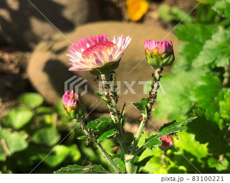 Aphids bugs on chrysanthemum flower 83100221