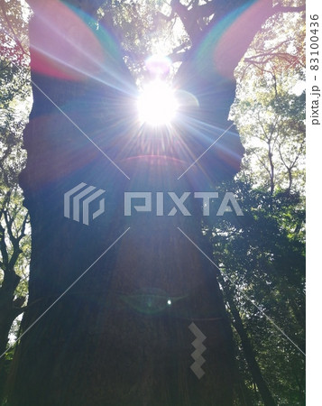 御神木の光の写真素材 [83100436] - PIXTA