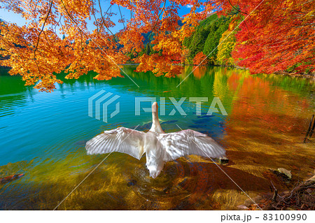 【南アルプス】 伊奈ヶ湖での紅葉と白鳥 【南アルプス】 伊奈ヶ湖での紅葉と白鳥 83100990