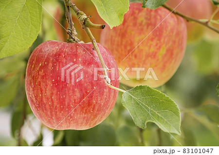 真っ赤に実ったりんご 真っ赤に実ったりんご 83101047
