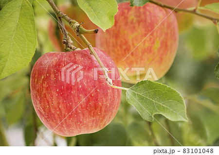 真っ赤に実ったりんご 83101048