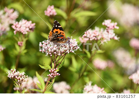 フジバカマに蝶々 83101257