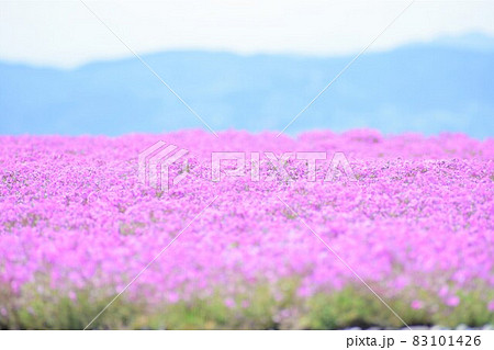 山と春の小さな花、芝桜 83101426