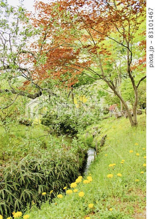 紅葉と小さな川 紅葉と小さな川 83101467