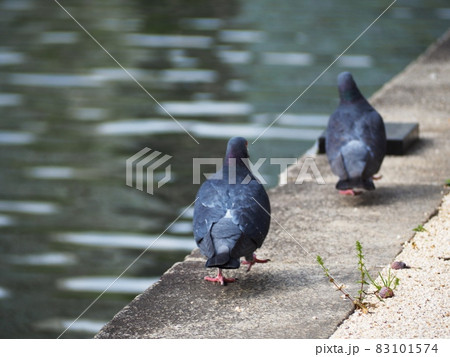 並んで歩く鳩の後ろ姿 83101574
