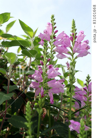 晴れの日のハナトラノオ 晴れの日のハナトラノオ 83101668