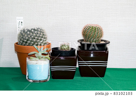 サボテン・月影丸と紅小町と満月、多肉植物・秋麗のテーブルフォト 83102103