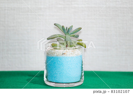 多肉植物・秋麗のテーブルフォト 83102107
