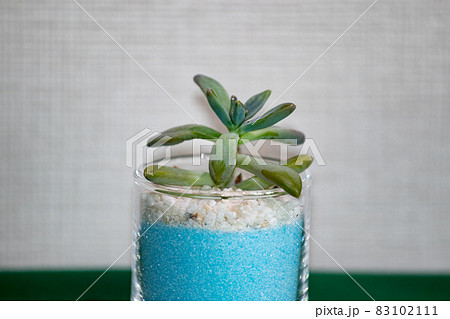 多肉植物・秋麗のテーブルフォト 83102111