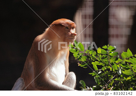 テングザル 83102142