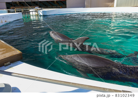 和歌山県南紀白浜のアドベンチャーワールドのイルカ 83102349