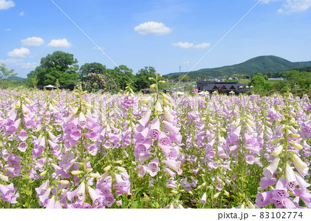 ジギタリス 83102774