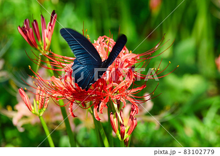 松戸市祖光院の美しい彼岸花と蝶 83102779