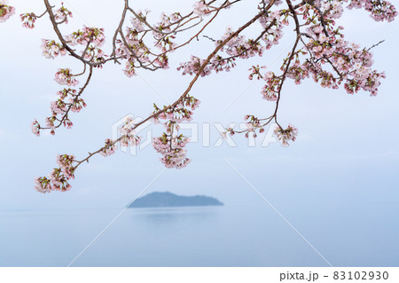 滋賀県高島市高海津大崎の桜と竹生島を撮影 83102930
