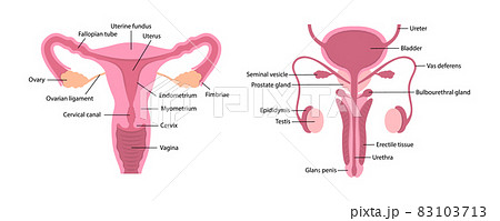 Vector male and female human reproductive systems with parts description on white background 83103713