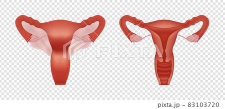 Female human reproductive system realistic illustration isolated on transparent background. Reproductive system with cross section and whole view. 83103720