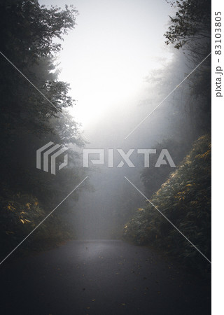 ムーディな森 83103805