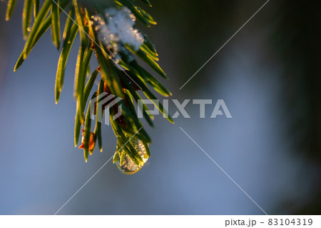 Coniferous forest at winter sunrise. Spruce branches with water drop. Bokeh effect. Coniferous forest at winter sunrise. Spruce branches with water drop. Bokeh effect. 83104319